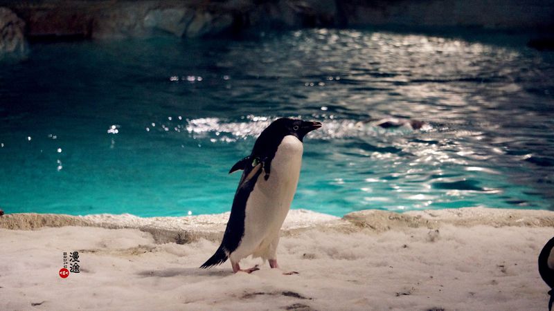 长隆亲子两大两小旅游攻略,珠海长隆横琴湾酒店亲子攻略