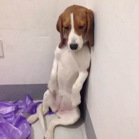 狗行为训错了怎么纠正,狗狗的行为纠正20期