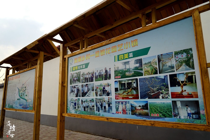 六月的巨鹿，“杏好”遇见你！