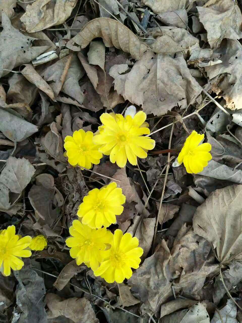 林业职工解雇了怎么办,林业六大工种取消了吗