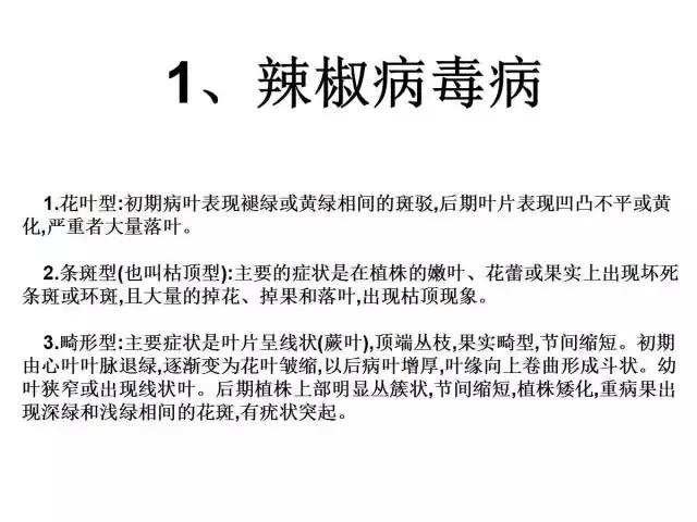 辣椒卷叶病虫害图谱及防治方案,辣椒病虫害大全