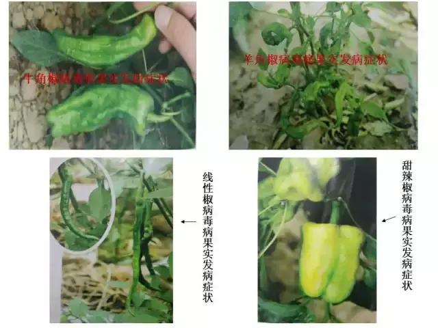 辣椒卷叶病虫害图谱及防治方案,辣椒病虫害大全