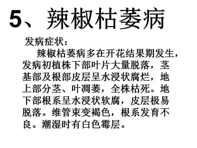 辣椒卷叶病虫害图谱及防治方案,辣椒病虫害大全