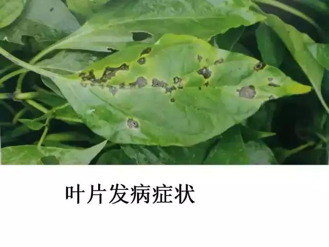 辣椒卷叶病虫害图谱及防治方案,辣椒病虫害大全