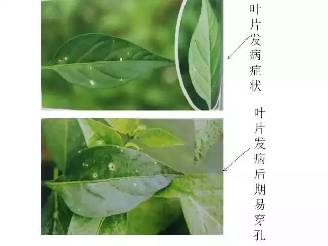 辣椒卷叶病虫害图谱及防治方案,辣椒病虫害大全