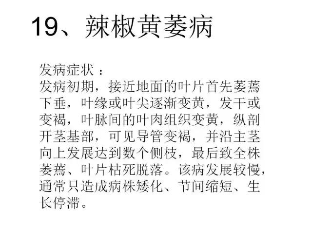 辣椒卷叶病虫害图谱及防治方案,辣椒病虫害大全