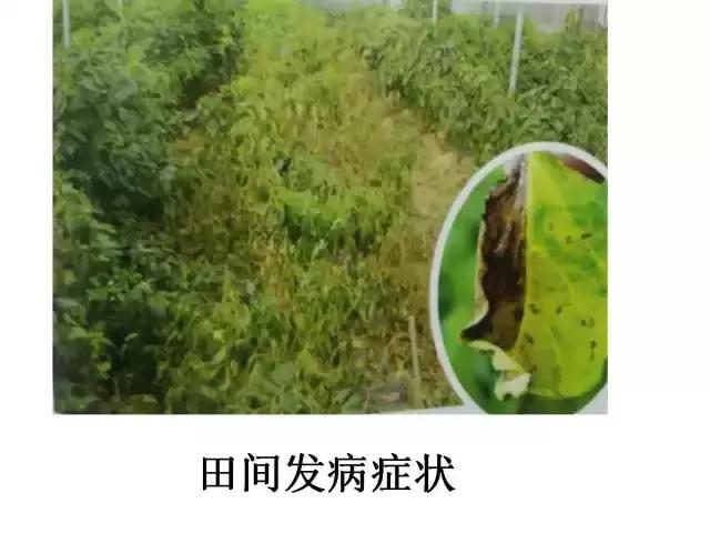 辣椒卷叶病虫害图谱及防治方案,辣椒病虫害大全