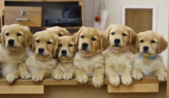 世界上最可爱的狗狗是什么品种,哪个品种的狗狗最可爱温顺