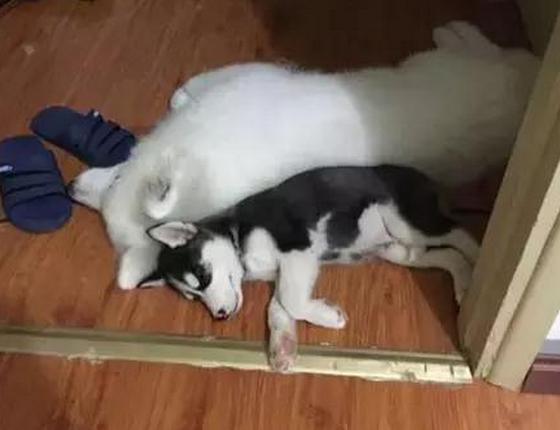 厉害了，竟然同时养了哈士奇和萨摩耶！貌似经常打架啊！