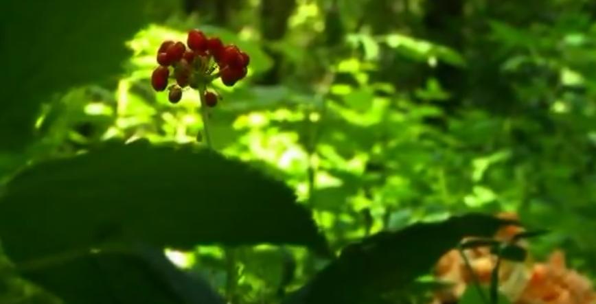 闯关东买人参后续,闯关东人参是真的还是假的