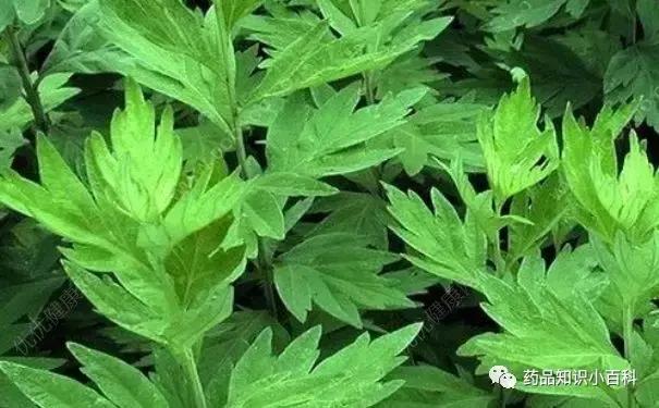 艾叶可以治妇科病吗？艾叶的药用价值介绍