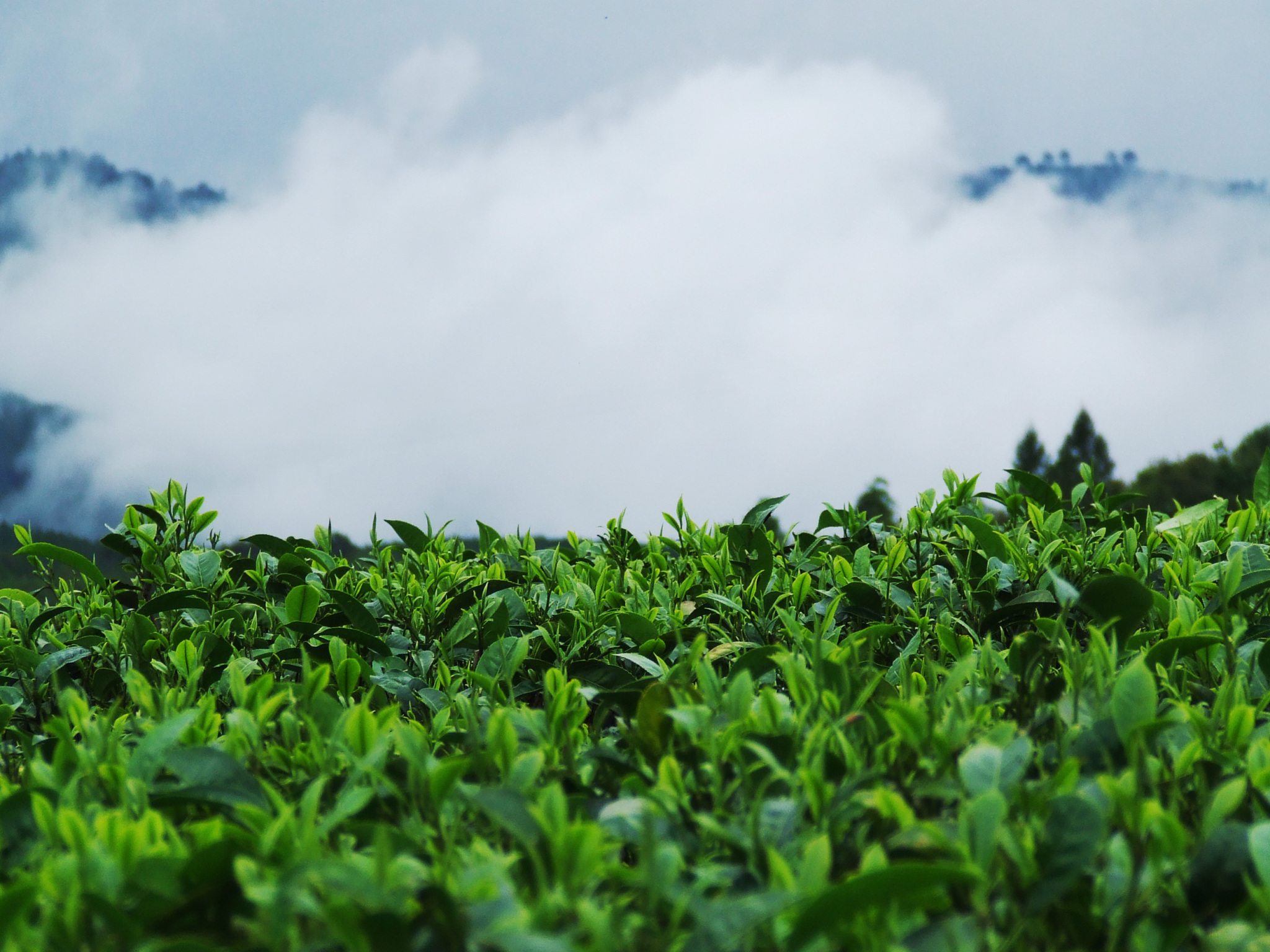 湘西采茶姑娘图片,湘西妹子采茶视频