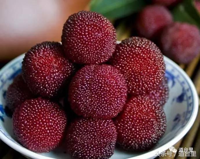 东魁杨梅的生长过程,东魁杨梅详细讲解