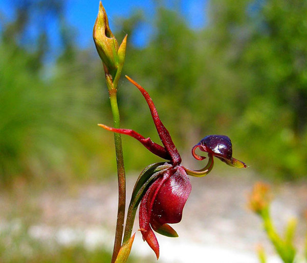罕见又难养的兰花,最适合养的奇花兰花