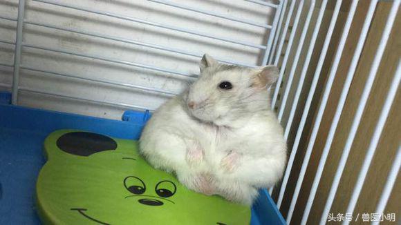 仓鼠看起来没精打采给它吃什么好,仓鼠看对眼有什么表现