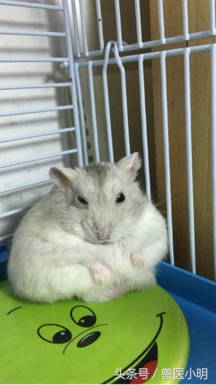 仓鼠看起来没精打采给它吃什么好,仓鼠看对眼有什么表现