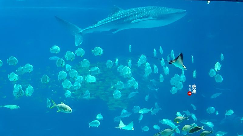 长隆亲子两大两小旅游攻略,珠海长隆横琴湾酒店亲子攻略