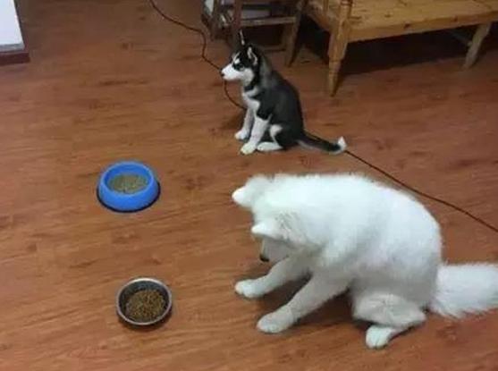 厉害了，竟然同时养了哈士奇和萨摩耶！貌似经常打架啊！