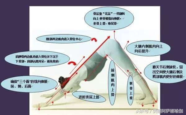 瑜伽老师练下犬式,瑜伽课时为什么每次都练下犬式