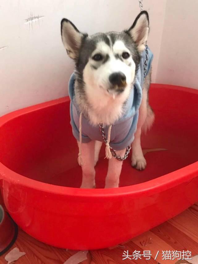 哈士奇为什么老拉稀屎,哈士奇老是在笼子里拉屎