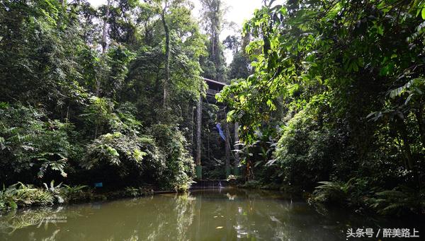 西双版纳在水一方泼水节,版纳哪里可以感受泼水