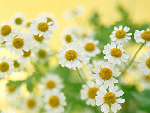 有意境的对联集锦,有趣的对联大全集锦