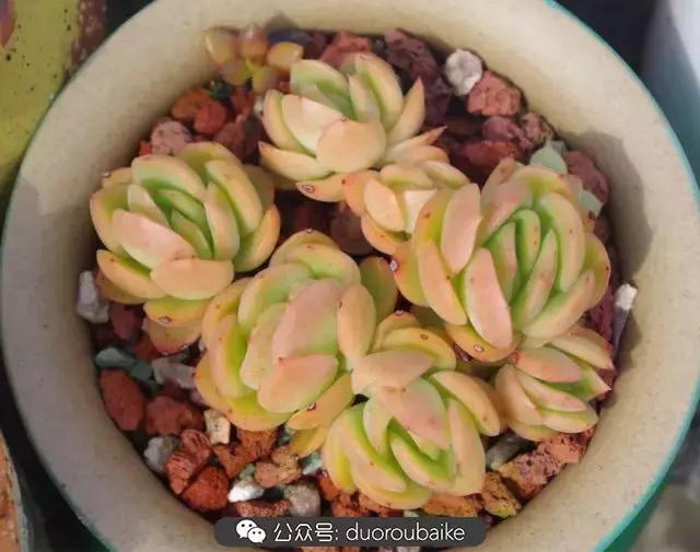 大浙江的多肉也来拉仇恨咯！即使淋雨也不褪色！我有妙招！