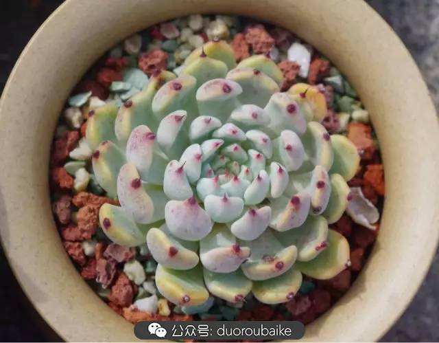 大浙江的多肉也来拉仇恨咯！即使淋雨也不褪色！我有妙招！