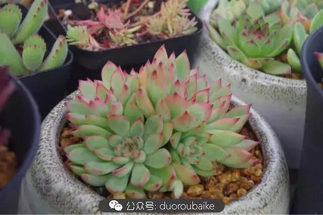 大浙江的多肉也来拉仇恨咯！即使淋雨也不褪色！我有妙招！