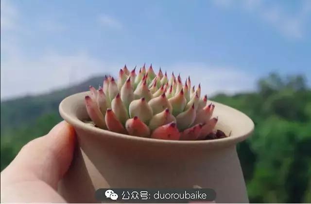 大浙江的多肉也来拉仇恨咯！即使淋雨也不褪色！我有妙招！