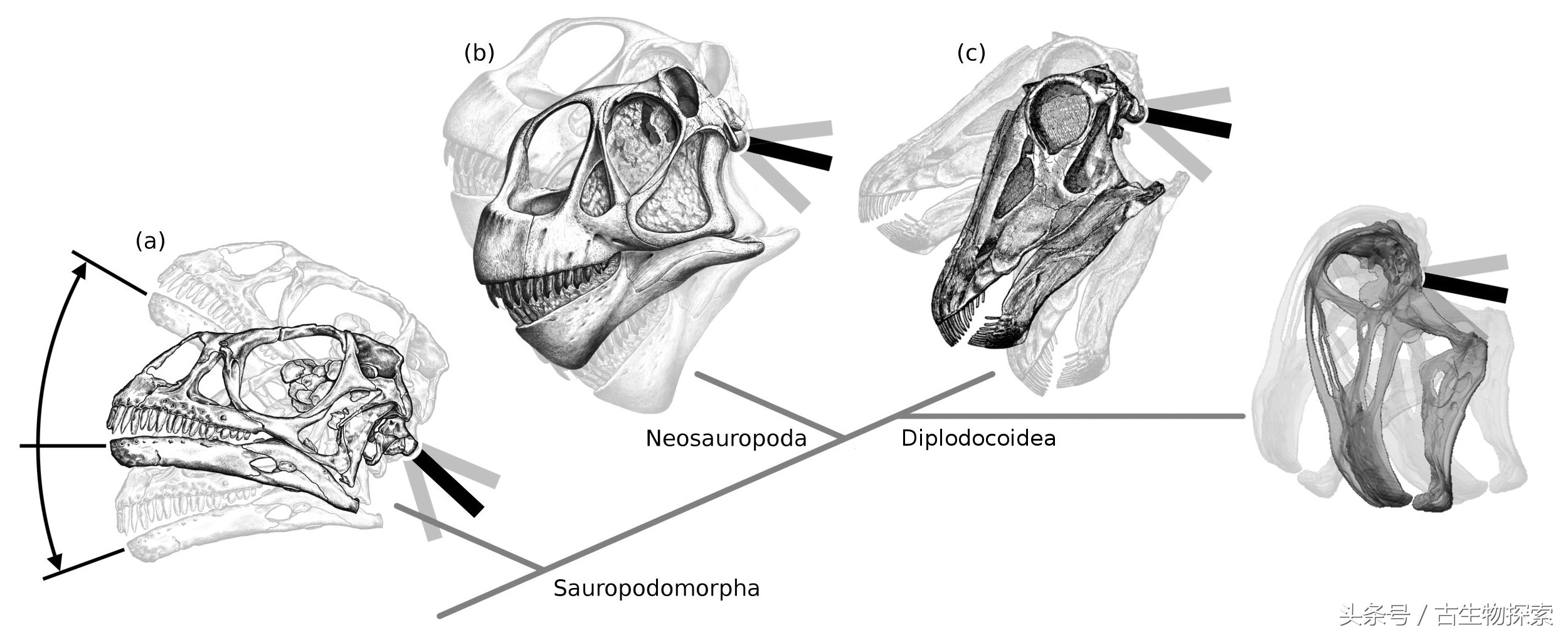 尼日尔龙:恐龙中的吸尘器
