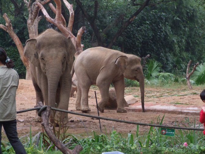 广州香港迪士尼一日游报团,长隆好玩还是迪士尼好玩