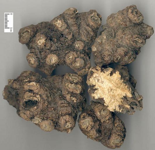 川芎全国库存分析,川芎的分析图