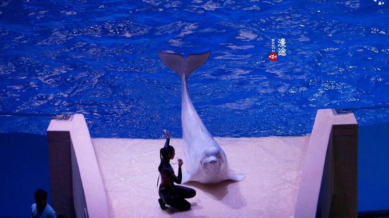 长隆亲子两大两小旅游攻略,珠海长隆横琴湾酒店亲子攻略