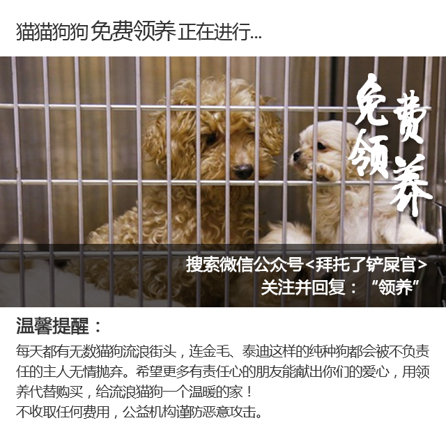 jqk扑克牌,好看的狗狗扑克牌