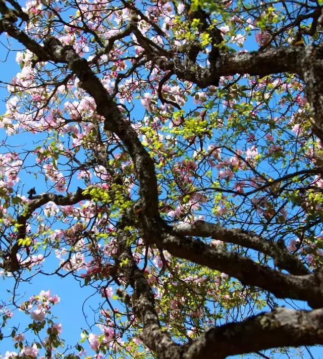川西最美草原,川西绝美小众秘境草地
