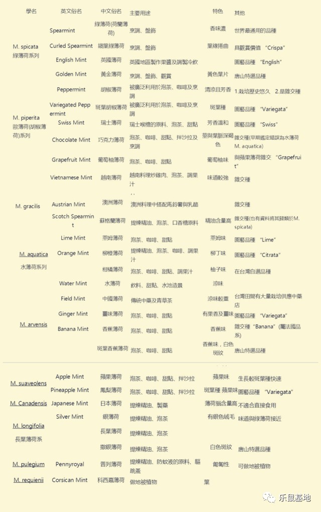 “薄荷香中醉欲颠”,有了薄荷的陪伴让,你清清爽爽度夏天