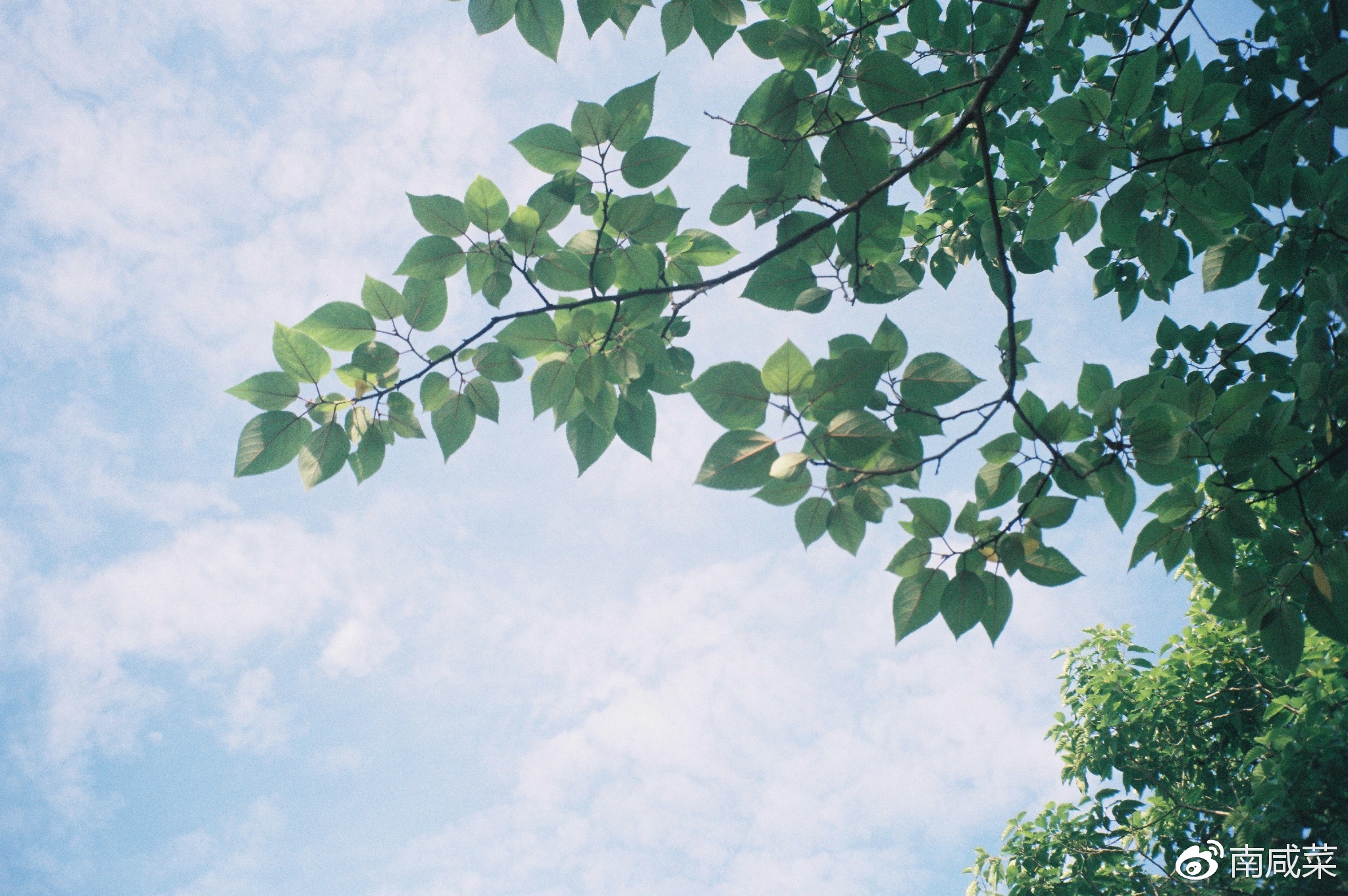 理光r1s胶片相机,理光yf-11s胶片相机