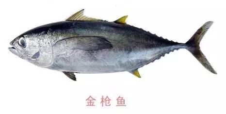 金枪鱼罐头的吃法大全图解,金枪鱼罐头美食