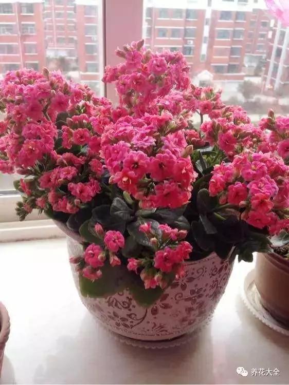 夏季发财树一般多少天浇水一次 (夏季多肉晴天浇水还是雨天浇水)