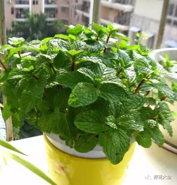 夏季发财树一般多少天浇水一次 (夏季多肉晴天浇水还是雨天浇水)