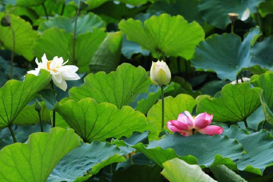 坝美普者黑5日跟团游攻略,坝美普者黑视频