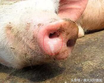 猪流鼻涕,是感冒了吗?怎么办?