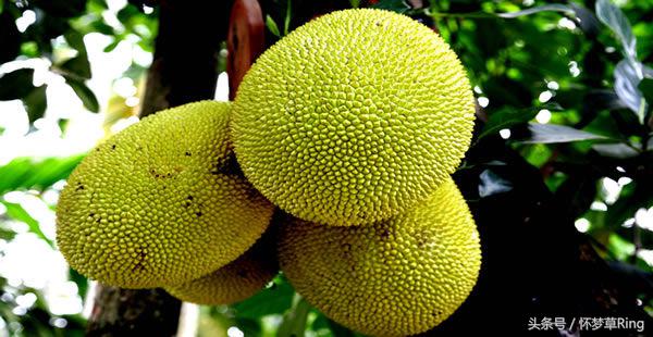 三亚必吃的十大水果排名,海南三亚最爱吃的水果