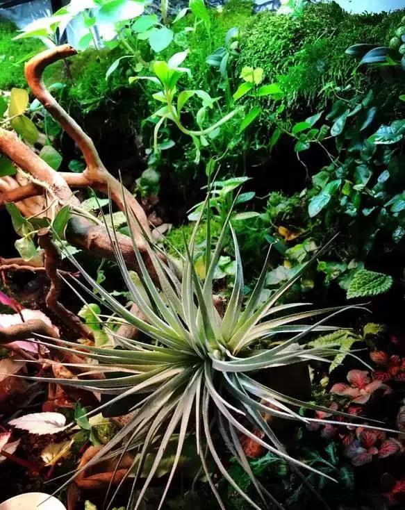 雨林缸生态水景,家居小鱼缸造景