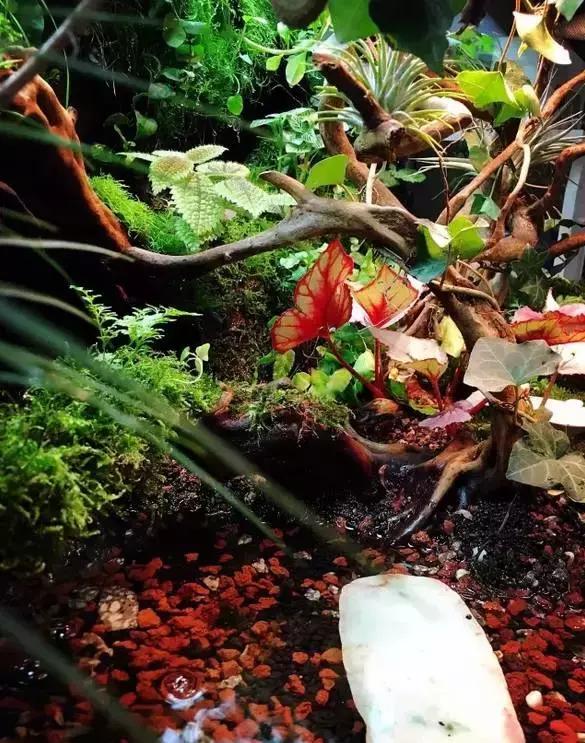 雨林缸生态水景,家居小鱼缸造景