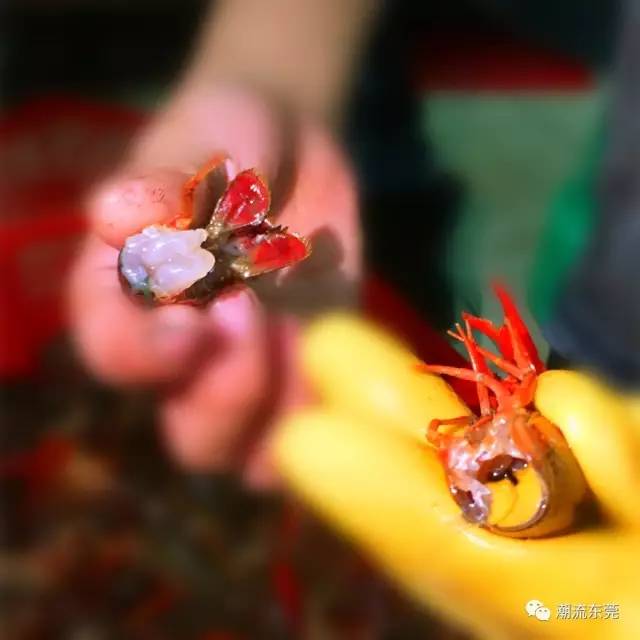 东莞城区小龙虾推荐,东莞小龙虾店推荐