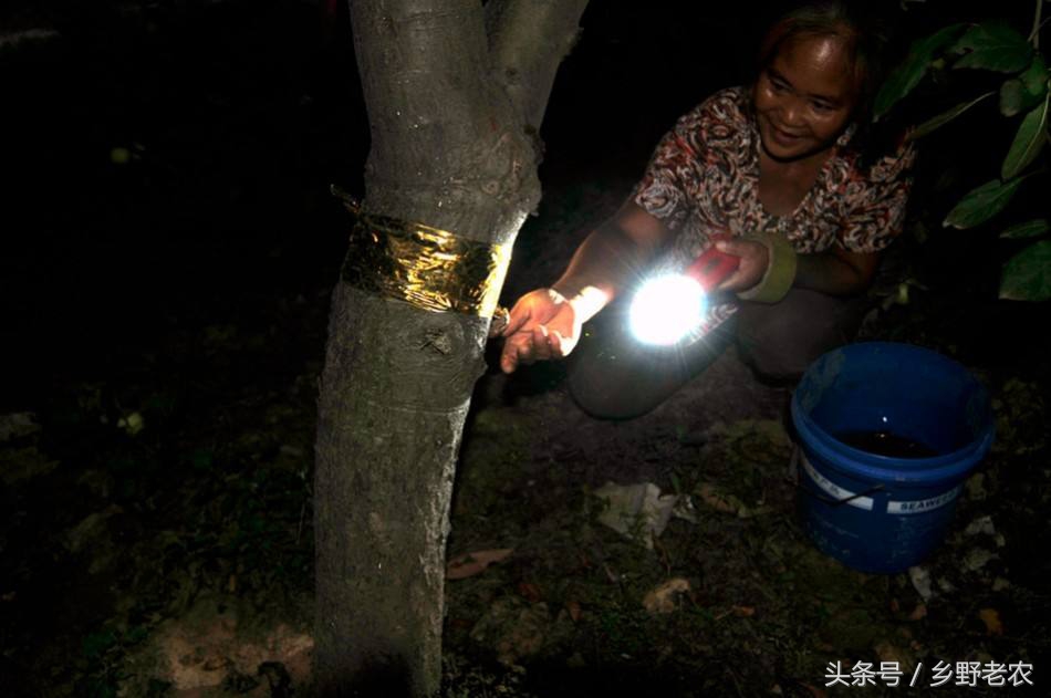 捉金蝉最佳方法,怎么抓金蝉最好方法