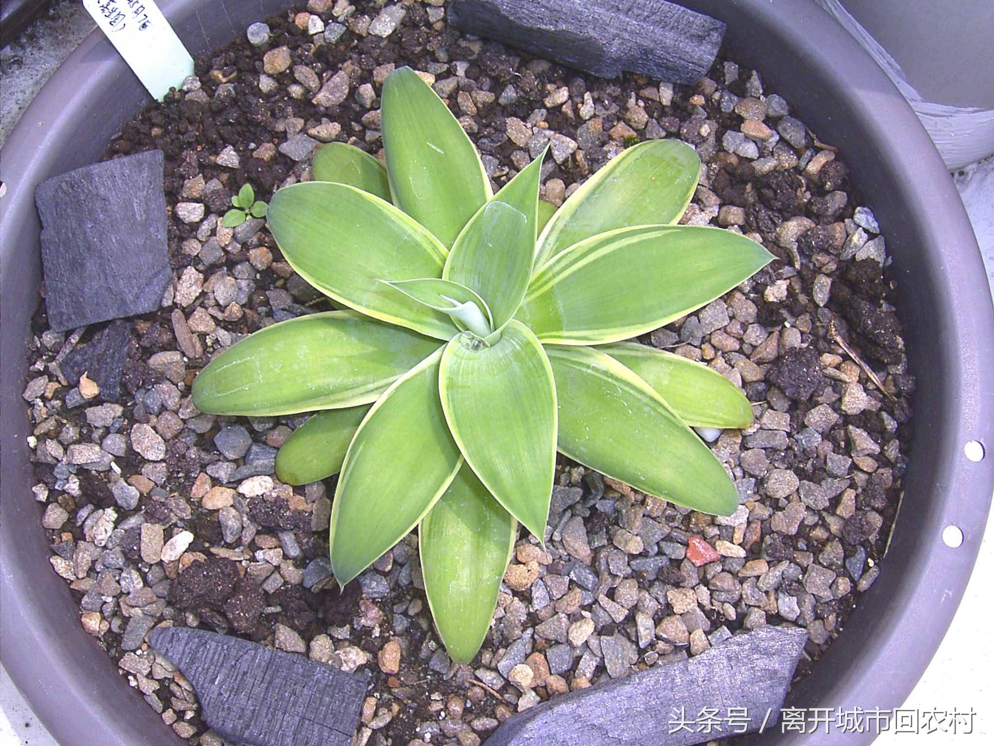 农村巨型“多肉”汁液有毒，花开即死，但能酿造美酒，专供外国人