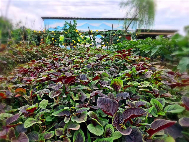 成都柴火鸡烤全羊江湖菜,岳塘区湘江小院烤全羊